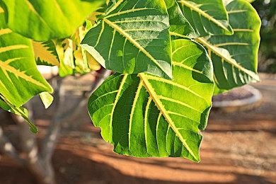 海洋环保主题解谜游戏《SAMUDRA》今日发售